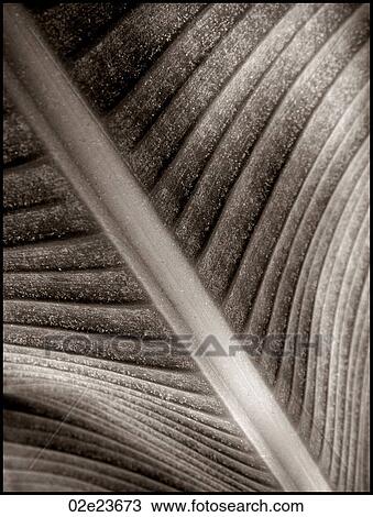 Stock Image - Macro close-up of leaf.. Fotosearch