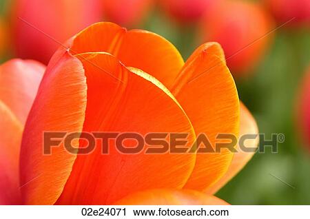 Macro close-up of tulip petals View Large Photo Image Stock Image - Macro close-up of tulip petals. Fotosearch