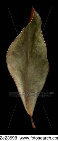 Magnolia leaf on black. View Large Photo Image Stock Photo - Magnolia leaf on black.. Fotosearch