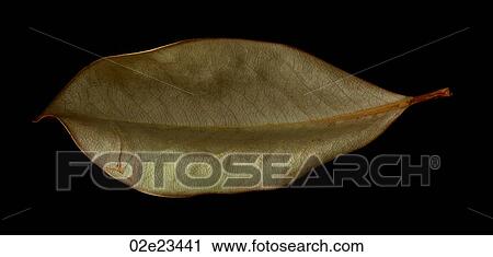 Magnolia leaf scanned on black. View Large Photo Image Stock Image - Magnolia leaf scanned on black.. Fotosearch