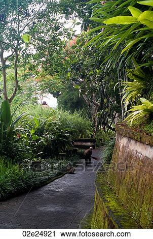 Man sweeping pathway in Bali View Large Photo Image Stock Image - Man sweeping pathway in Bali. Fotosearch