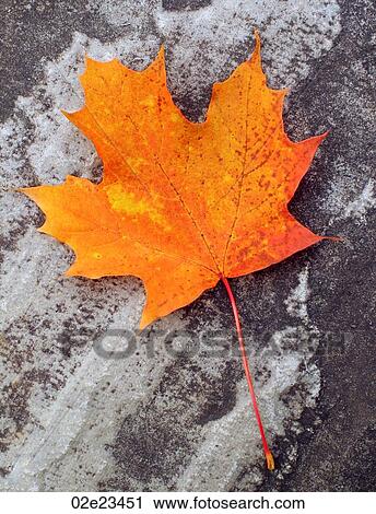 Maple leaf on stone. View Large Photo Image Stock Image - Maple leaf on stone.. Fotosearch
