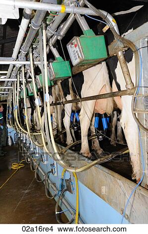 Milking cows View Large Photo Image Picture - Milking cows. Fotosearch