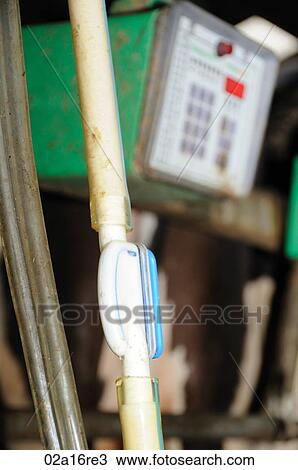 Stock Image - Milking cows. Fotosearch