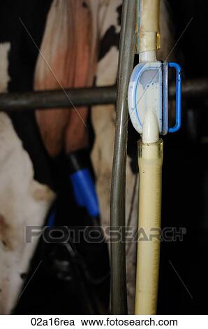 Milking cows View Large Photo Image Stock Image - Milking cows. Fotosearch