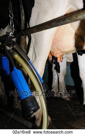 Milking cows View Large Photo Image Stock Photo - Milking cows. Fotosearch