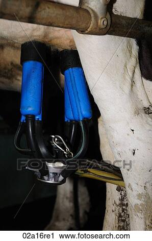 Milking dairy cows View Large Photo Image Stock Image - Milking dairy cows. Fotosearch