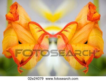 Stock Photo - Mirrored composition of orange and yellow dried tulip.. Fotosearch