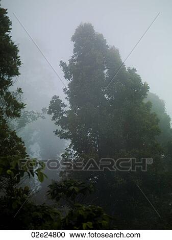 Stock Image - Mist and treetops in Bali. Fotosearch