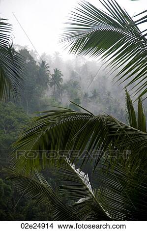 Picture - Mist over tropical vegetation in Bali. Fotosearch