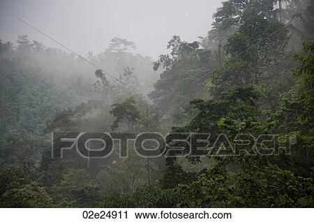 Stock Image - Mist over tropical vegetation in Bali. Fotosearch