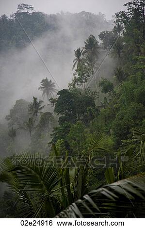 Stock Photograph - Mist over tropical vegetation in Bali. Fotosearch