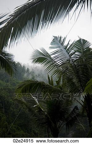 Mist over tropical vegetation in Bali View Large Photo Image Stock Photography - Mist over tropical vegetation in Bali. Fotosearch