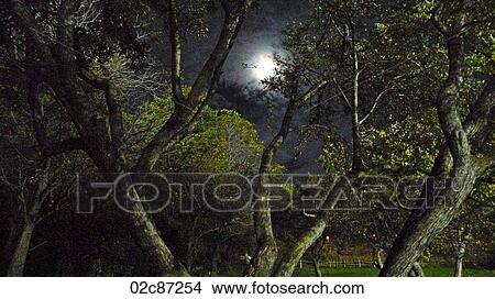 Moonlit sky through forest trees. View Large Photo Image Picture - Moonlit sky through forest trees.. Fotosearch
