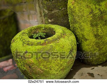 Moss on Vase in Bali View Large Photo Image Stock Image - Moss on Vase in Bali. Fotosearch
