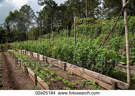 Mountain Pine Ridge Reserve, Allotment View Large Photo Image Picture - Mountain Pine Ridge Reserve, Allotment. Fotosearch