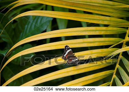 Mountain Pine Ridge Reserve, Butterfly on Leaf View Large Photo Image Picture - Mountain Pine Ridge Reserve, Butterfly on Leaf. Fotosearch