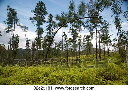 Mountain Pine Ridge Reserve, Landscape View Large Photo Image Stock Image - Mountain Pine Ridge Reserve, Landscape. Fotosearch
