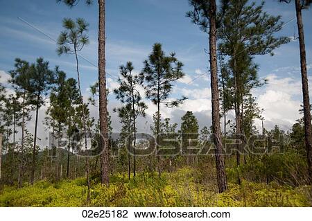 Mountain Pine Ridge Reserve, Landscape View Large Photo Image Stock Image - Mountain Pine Ridge Reserve, Landscape. Fotosearch