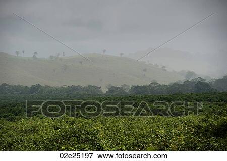 Mountain Pine Ridge Reserve, Landscape View Large Photo Image Stock Photo - Mountain Pine Ridge Reserve, Landscape. Fotosearch