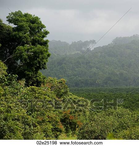Mountain Pine Ridge Reserve, Landscape View Large Photo Image Stock Photo - Mountain Pine Ridge Reserve, Landscape. Fotosearch