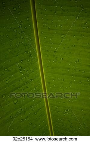 Mountain Pine Ridge Reserve, Leaf View Large Photo Image Picture - Mountain Pine Ridge Reserve, Leaf. Fotosearch