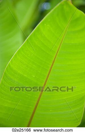 Mountain Pine Ridge Reserve, Leaf View Large Photo Image Stock Photograph - Mountain Pine Ridge Reserve, Leaf. Fotosearch
