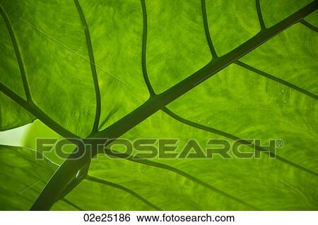Mountain Pine Ridge Reserve, Leaf View Large Photo Image Stock Photograph - Mountain Pine Ridge Reserve, Leaf. Fotosearch