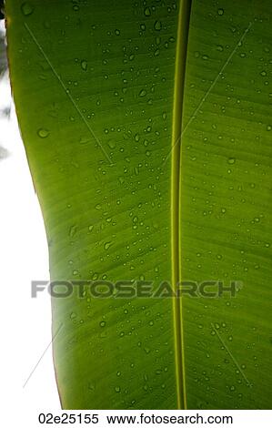 Mountain Pine Ridge Reserve, Leaf View Large Photo Image Stock Photography - Mountain Pine Ridge Reserve, Leaf. Fotosearch