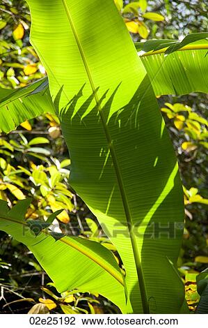 Stock Image - Mountain Pine Ridge Reserve, Leaves. Fotosearch