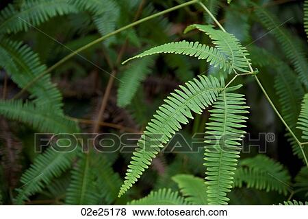 Mountain Pine Ridge Reserve, Leaves View Large Photo Image Stock Photo - Mountain Pine Ridge Reserve, Leaves. Fotosearch