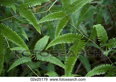 Mountain Pine Ridge Reserve, Leaves View Large Photo Image Stock Photo - Mountain Pine Ridge Reserve, Leaves. Fotosearch