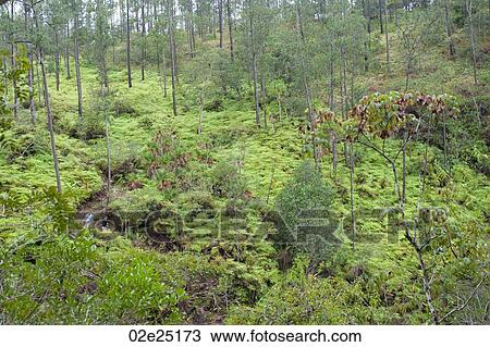 Stock Image - Mountain Pine Ridge Reserve, Rain Forest. Fotosearch