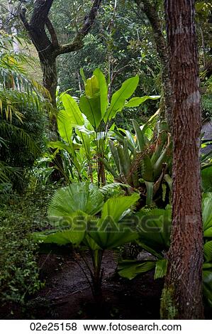Mountain Pine Ridge Reserve, Rain Forest View Large Photo Image Stock Photo - Mountain Pine Ridge Reserve, Rain Forest. Fotosearch