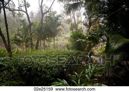 Mountain Pine Ridge Reserve, Rain Forest View Large Photo Image Stock Photo - Mountain Pine Ridge Reserve, Rain Forest. Fotosearch
