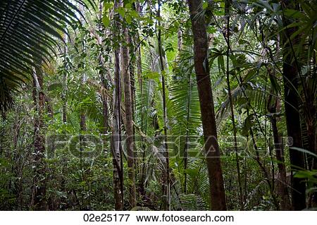 Mountain Pine Ridge Reserve, Rain Forest View Large Photo Image Stock Photo - Mountain Pine Ridge Reserve, Rain Forest. Fotosearch