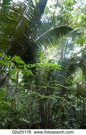 Mountain Pine Ridge Reserve, Rain Forest View Large Photo Image Stock Photograph - Mountain Pine Ridge Reserve, Rain Forest. Fotosearch