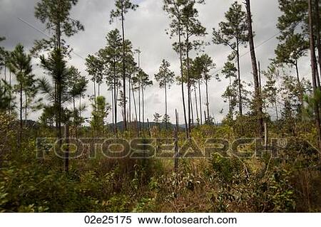 Mountain Pine Ridge Reserve, Rain Forest View Large Photo Image Stock Photography - Mountain Pine Ridge Reserve, Rain Forest. Fotosearch