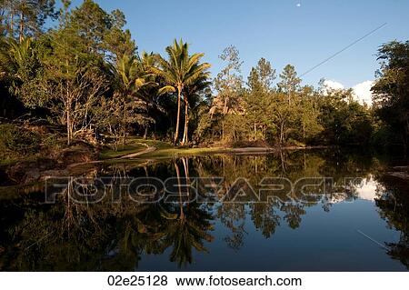 Mountain Pine Ridge Reserve, Reflection in Water View Large Photo Image Stock Photo - Mountain Pine Ridge Reserve, Reflection in Water. Fotosearch