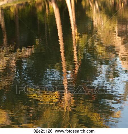 Mountain Pine Ridge Reserve, Reflection In Pond View Large Photo Image Stock Photograph - Mountain Pine Ridge Reserve, Reflection In Pond. Fotosearch