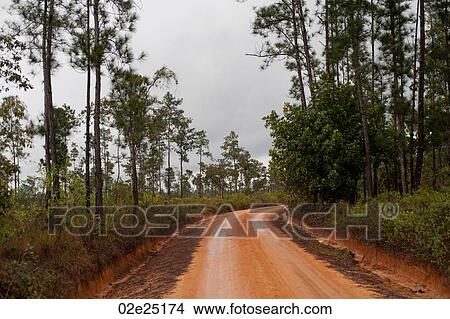 Picture - Mountain Pine Ridge Reserve, Roadway. Fotosearch