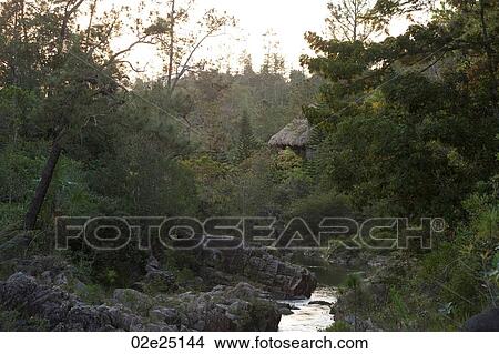 Mountain Pine Ridge Reserve, Steam View Large Photo Image Picture - Mountain Pine Ridge Reserve, Steam. Fotosearch