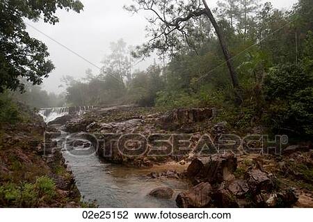Mountain Pine Ridge Reserve, Stream View Large Photo Image Stock Image - Mountain Pine Ridge Reserve, Stream. Fotosearch