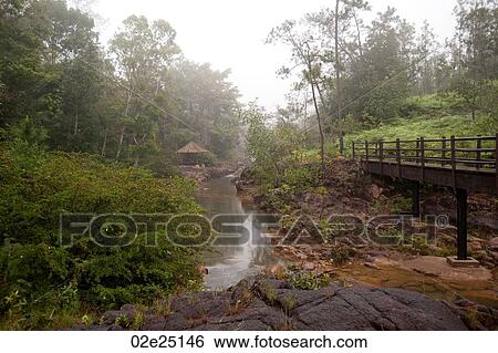 Mountain Pine Ridge Reserve, Stream View Large Photo Image Stock Photograph - Mountain Pine Ridge Reserve, Stream. Fotosearch