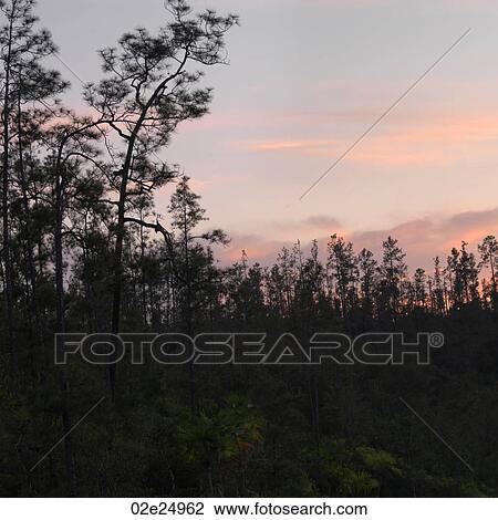 Stock Image - Mountain Pine Ridge Reserve, Tropical Rain Forest. Fotosearch