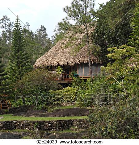 Mountain Pine Ridge Reserve, Tropical Rain Forest View Large Photo Image Stock Photo - Mountain Pine Ridge Reserve, Tropical Rain Forest. Fotosearch