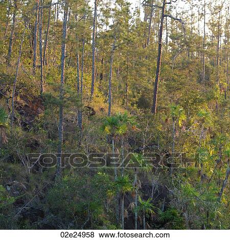 Stock Photo - Mountain Pine Ridge Reserve, Tropical Rain Forest. Fotosearch