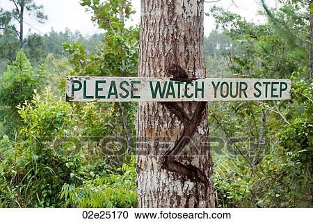 Mountain Pine Ridge Reserve, Warning Sign View Large Photo Image Stock Image - Mountain Pine Ridge Reserve, Warning Sign. Fotosearch