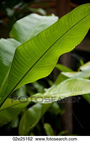 Stock Image - MountainPine Ridge Reserve, Leaf. Fotosearch
