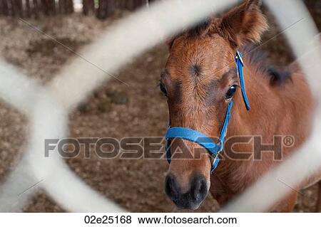 Stock Photo - Mountian Pine Ridge Reserve, Horse. Fotosearch